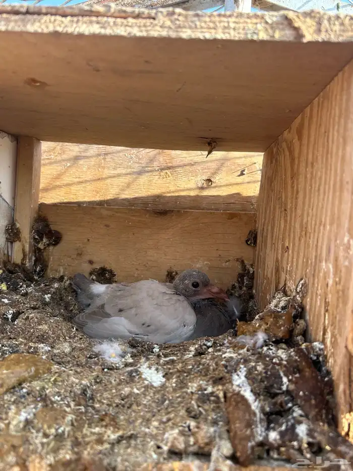 السلام عليكم للبيع حمام مهجن سلفر فرنسي على السوووم الجوز 2