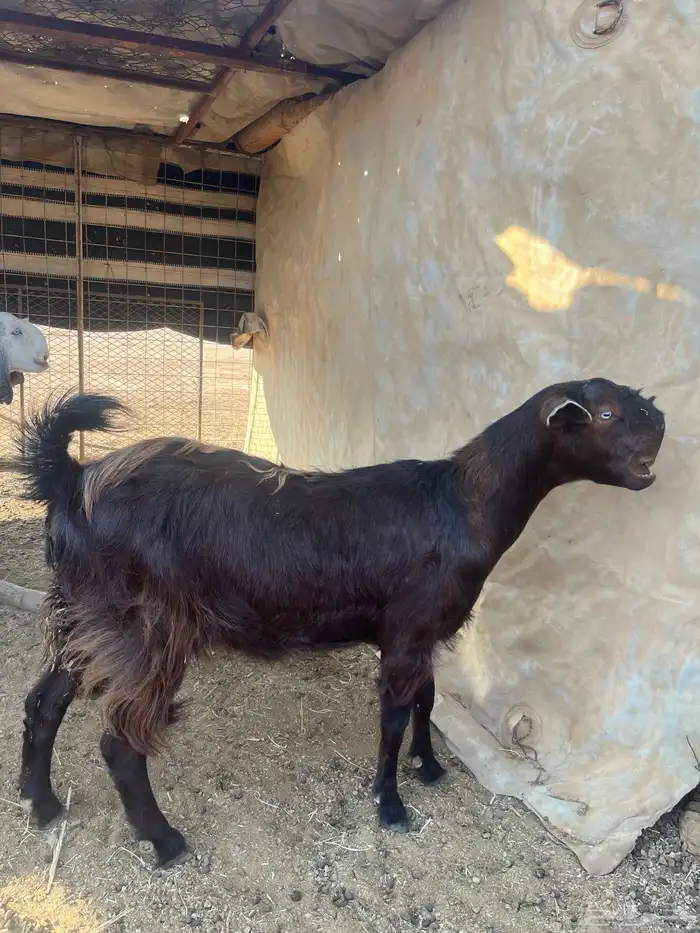 معزا للبيع 3