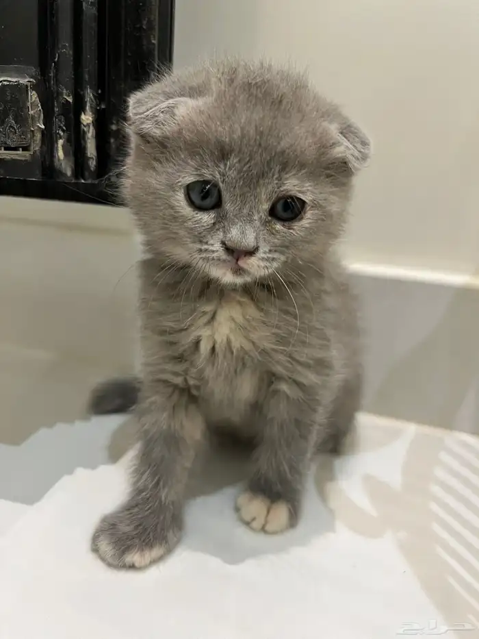 قطط (كيتن) سكوتش فولد العمر شهرين واسبوع 3