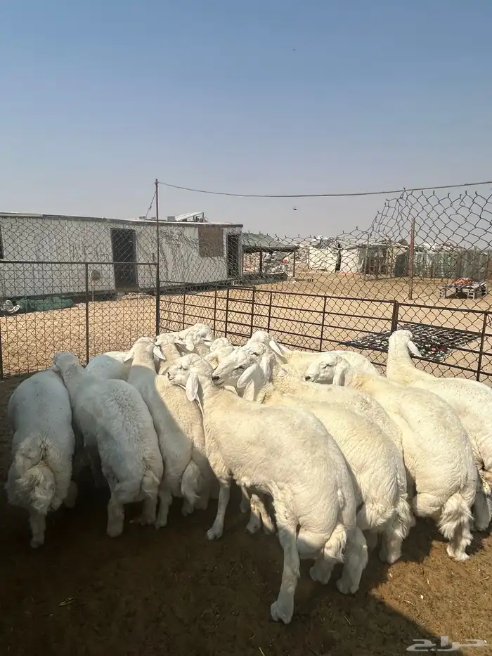 نعيم جبر ناهي ووسط وهرافي وحريات جبر ناهي ووسط كفو 11