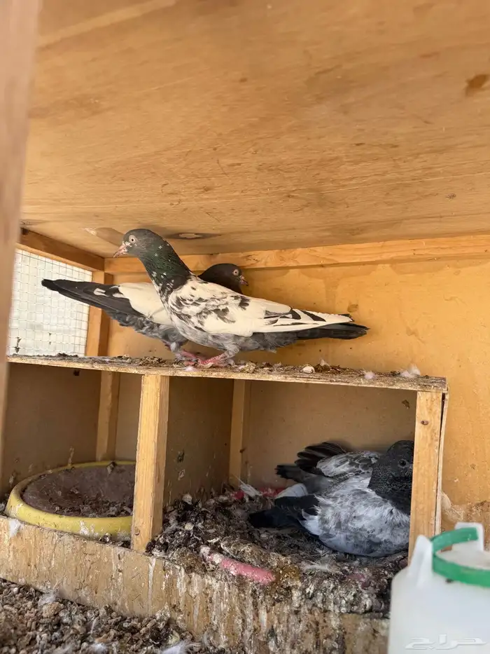 حمام قطايف 8