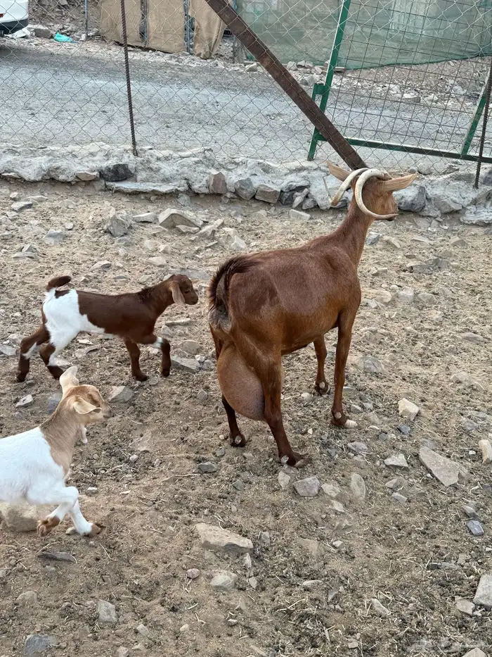 عنز محايليه متوم 7