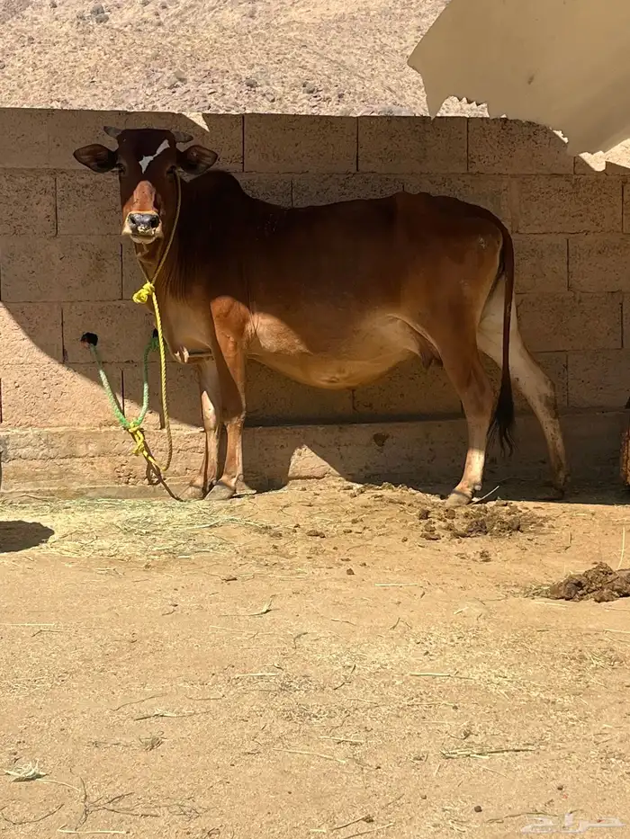 بقرتين بلدي 0