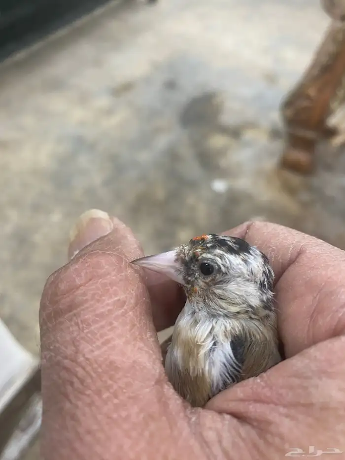 حسون فرخ سوري تم البيع 4