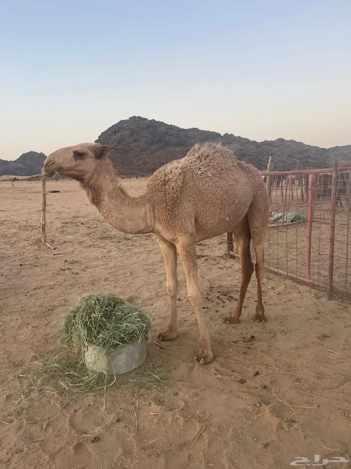 بكره مفرودة سمين 0