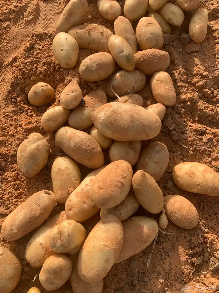 بطاطس 2