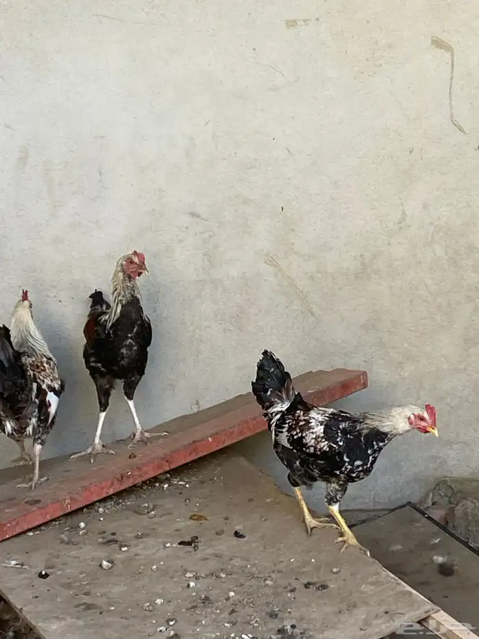 ديوك بلديه 2