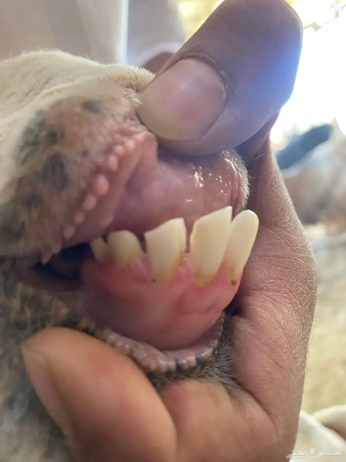 معزا بفحلها( تم البيييع ) 13