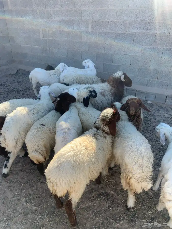 بهم العدد 15 الموقع قريه العليا 0