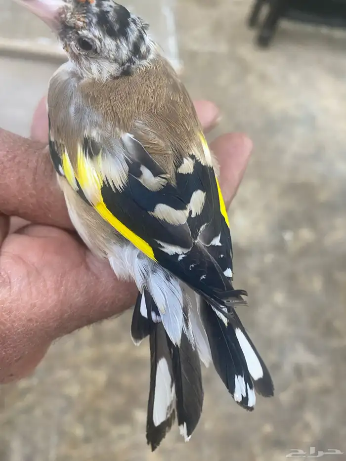 حسون فرخ سوري تم البيع 3