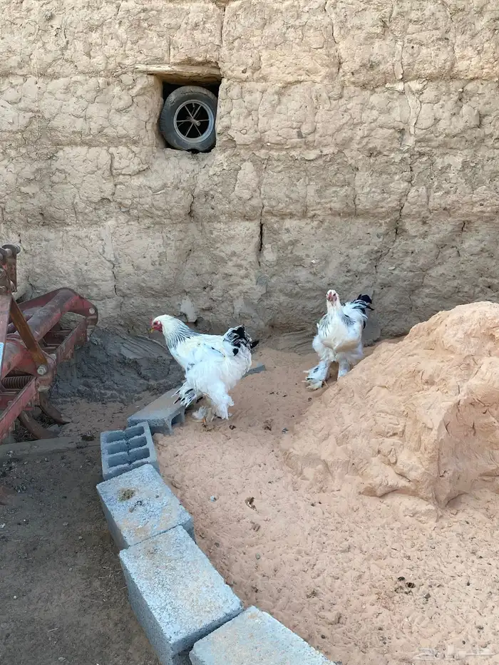 دجاج براهما للبيع 2