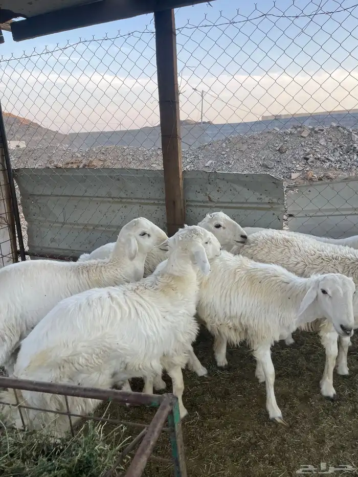 ( تم البيع )طليان حريات 2