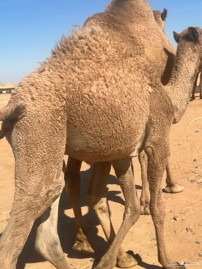 قعود لباني تحت امه 0