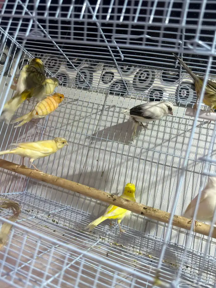 كناري ذكور تغريد شرط وفيه اناثي جاهزين 0