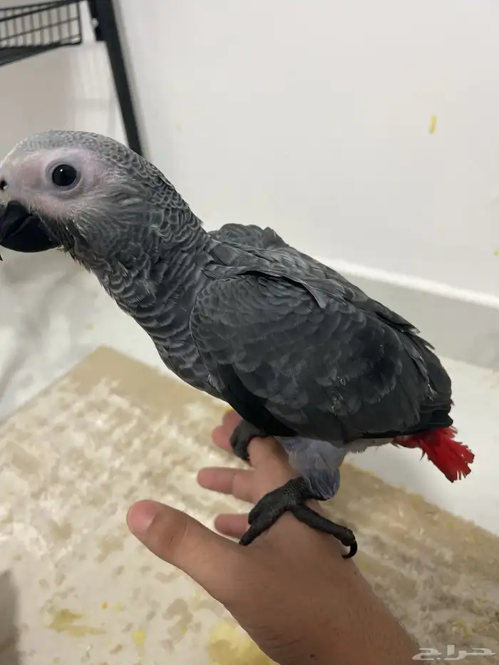 كاسكو متكلم 7