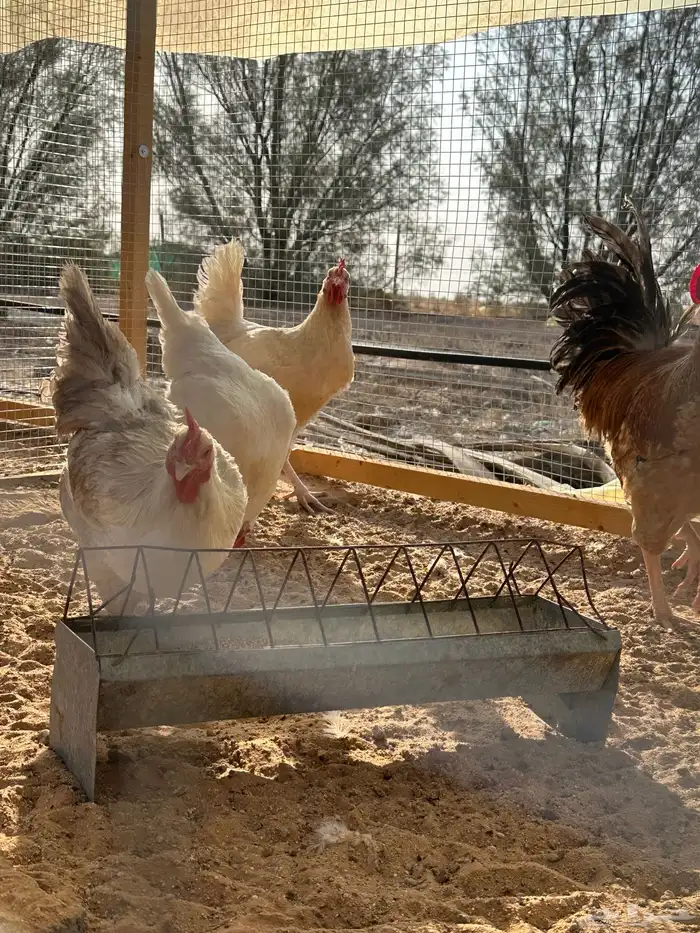 بيض دجاج تركي عالي التخصيب 5