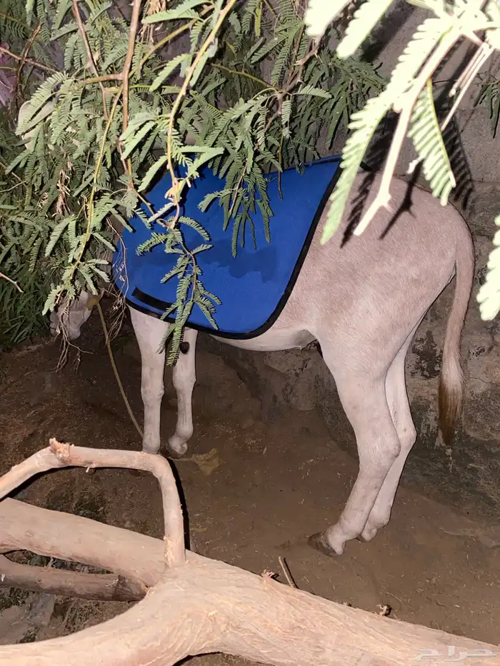 حميار اعزكم الله ل الراعين الشدود 3