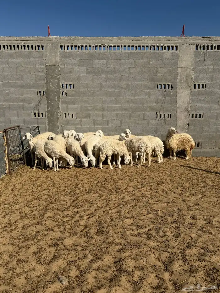 حري رخال دفيع جروم كبيره 5