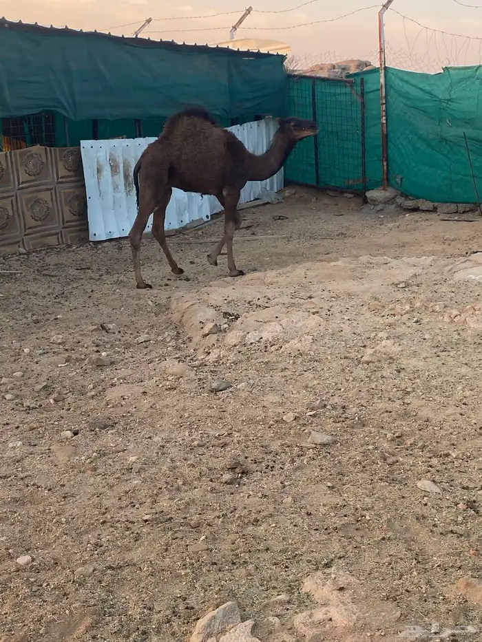 قعدان للبيع 0