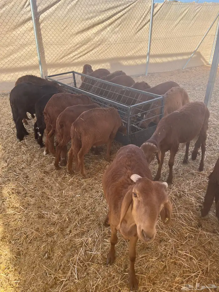 خرفان سواكني حمري 50 رأس للبيع كامل 3