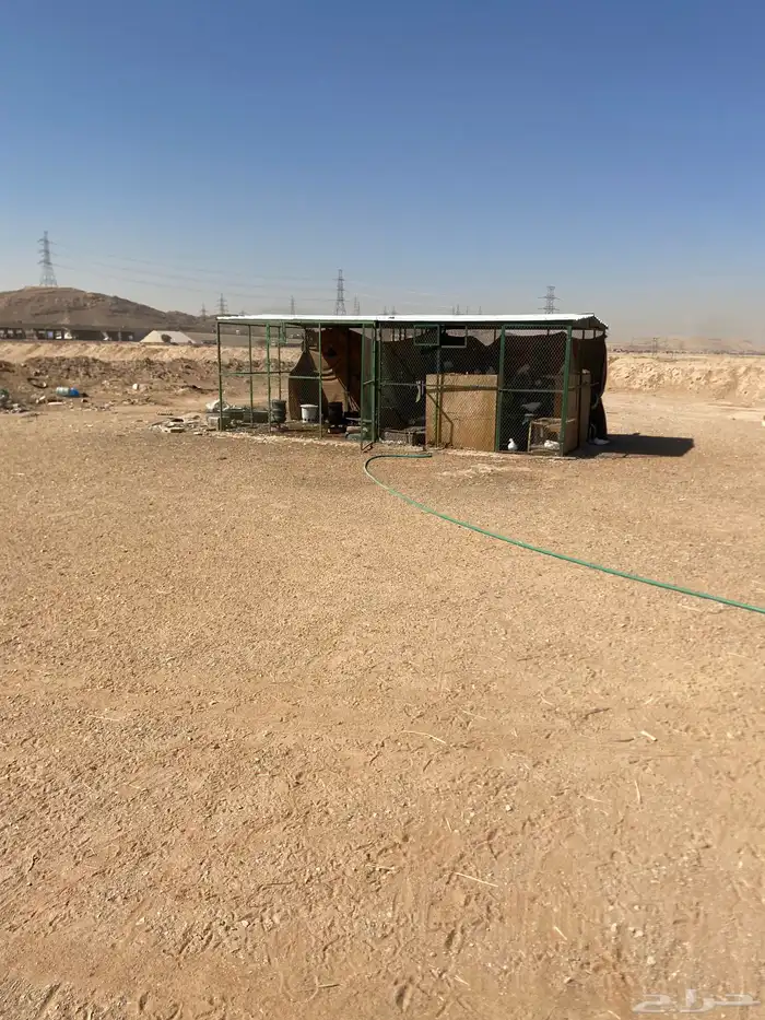 عشتين حمام لاحم ودجاج وبط 3