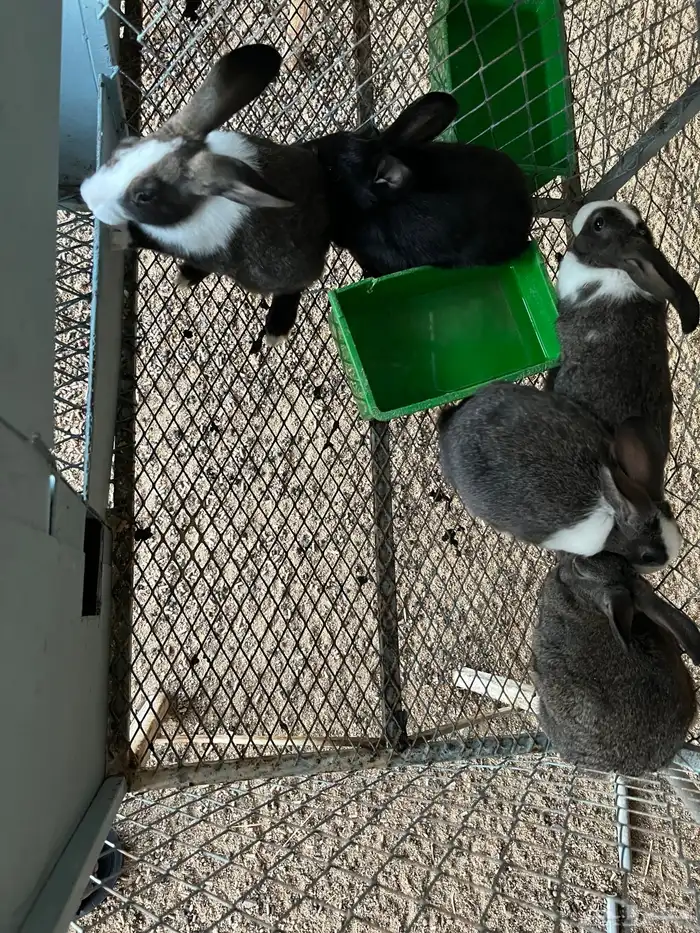 أرانب بلديه العمر 2 شهر ونص وفوق 1