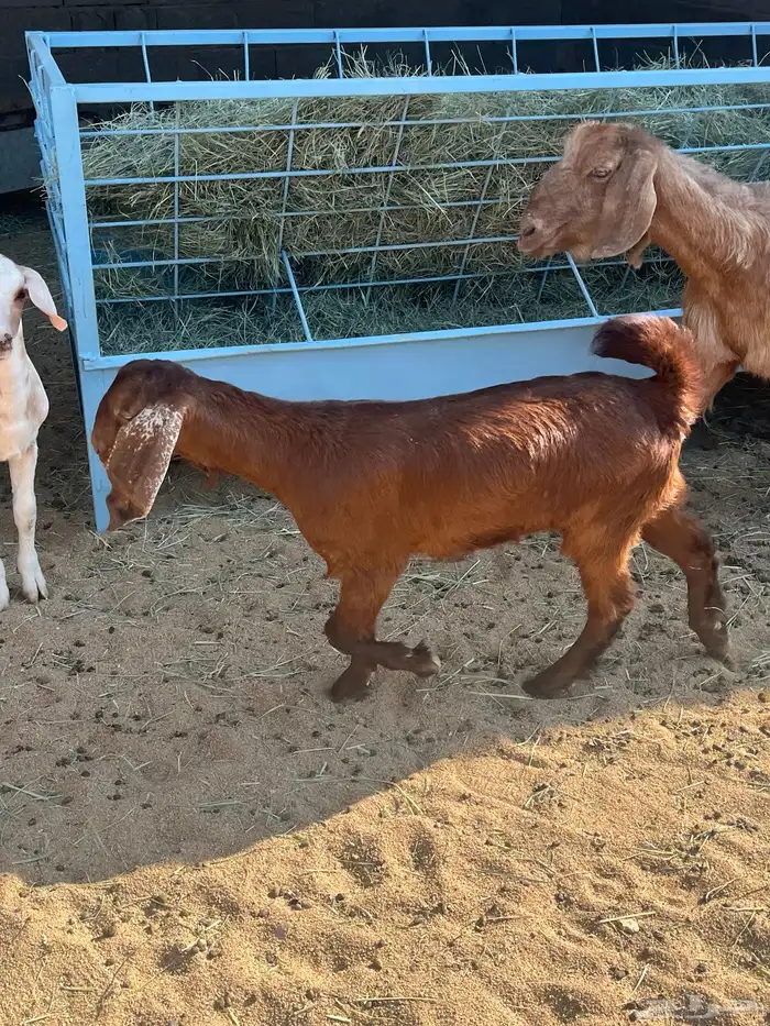 عنزين ولد تم الببيع 0