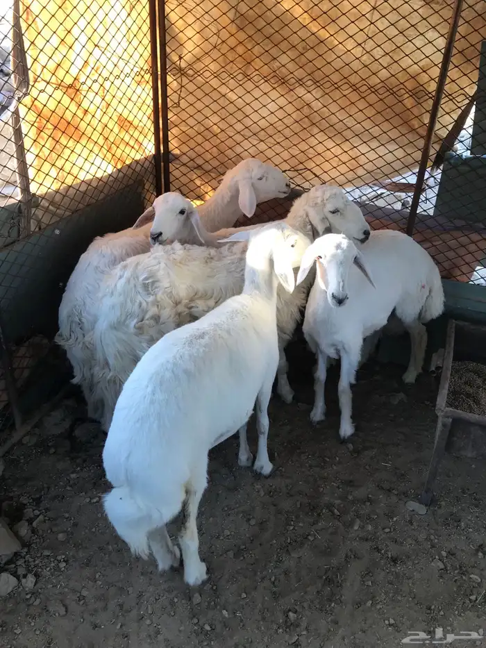 رخال 5للبيع انظاف من ولامراض 2