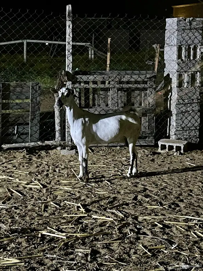 معزاء بيشيات فواخر 14