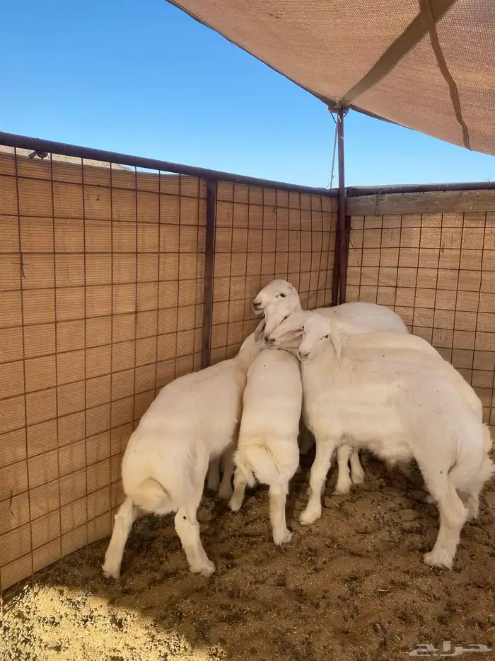 خرفان ذبايح نظيفه 0