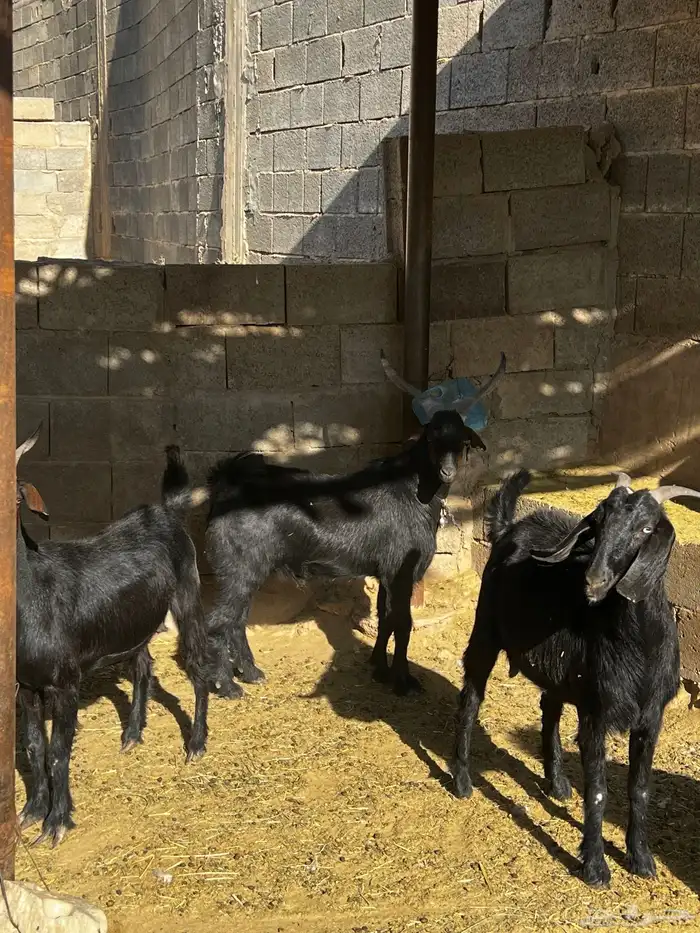 تيس فحل ادغس كفو وصنف طيب جدا 5