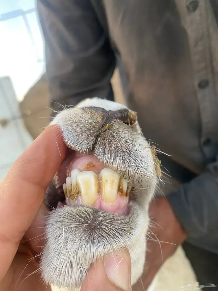 حريه تنيه مطفل تحتها رخل 3