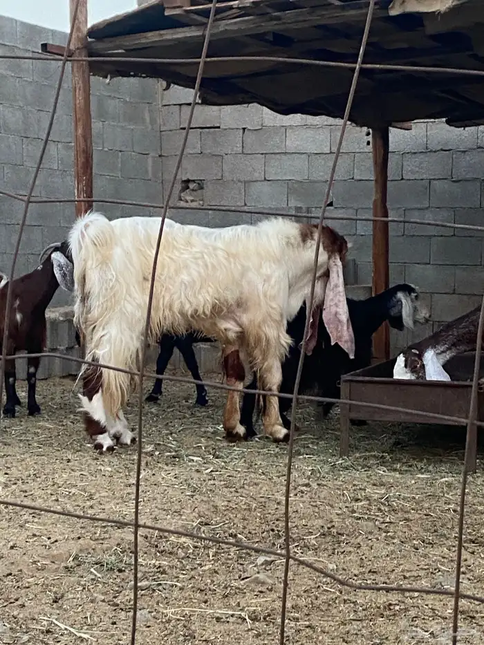 تيس فحل سديس جرم فاخر اجم 0