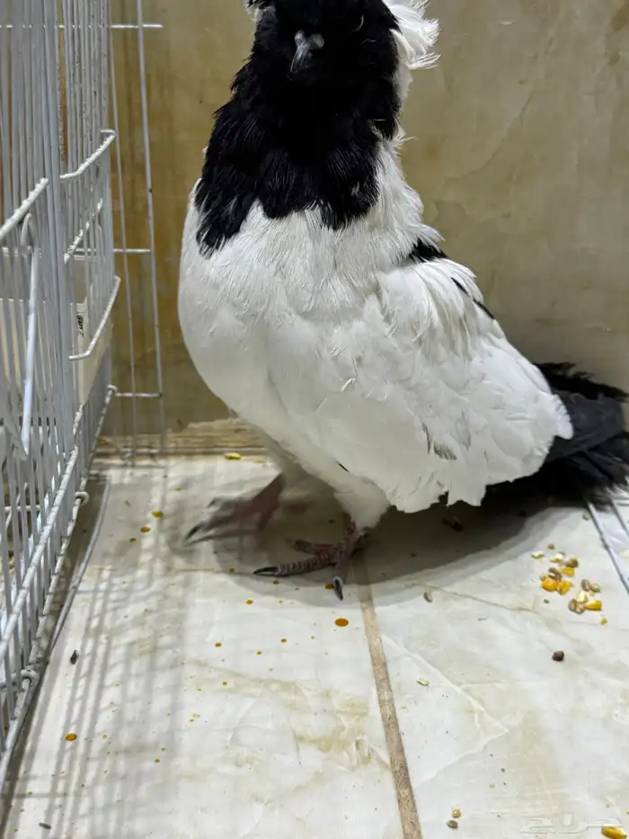 عرض لكم طيور سوداني الحجم م شاء الله بطل 2