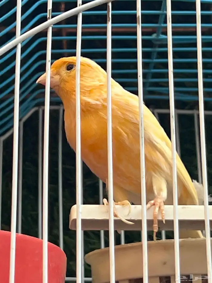 حسون للبيع 1