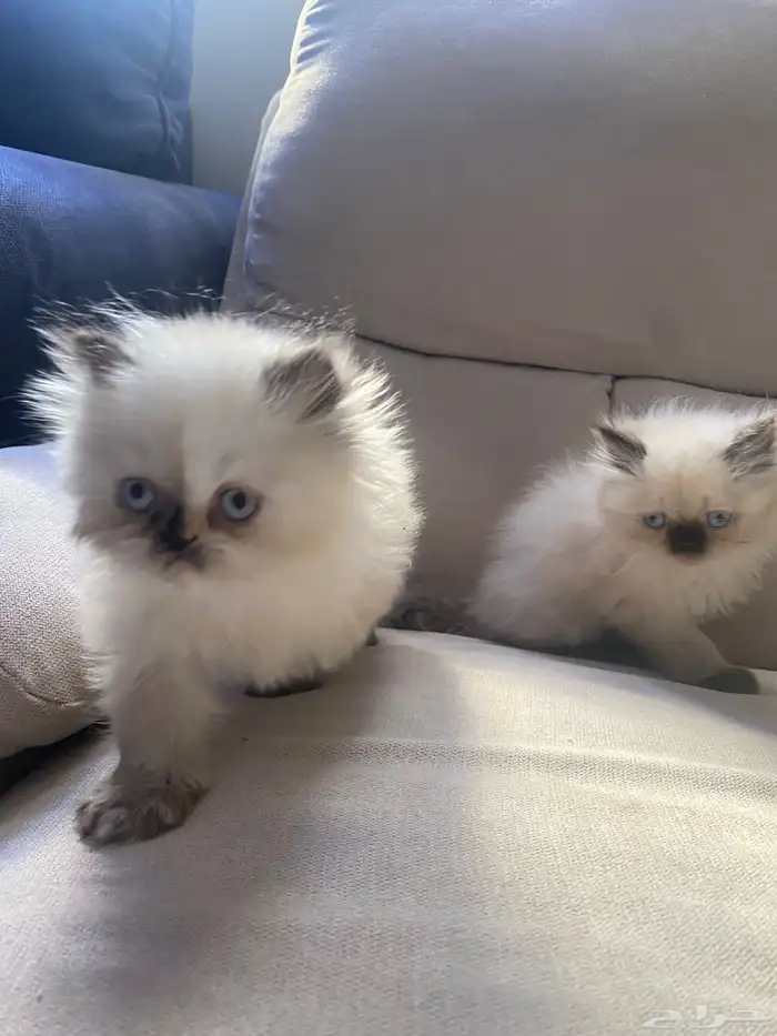 قطط هملايا صغيره 1