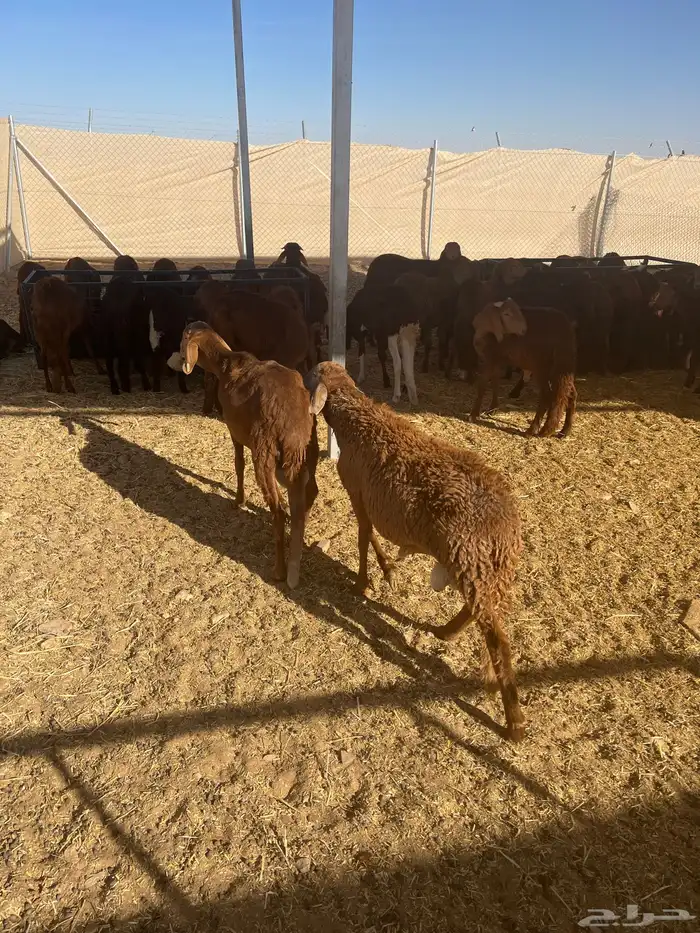 خرفان سواكني حمري 50 رأس للبيع كامل 0