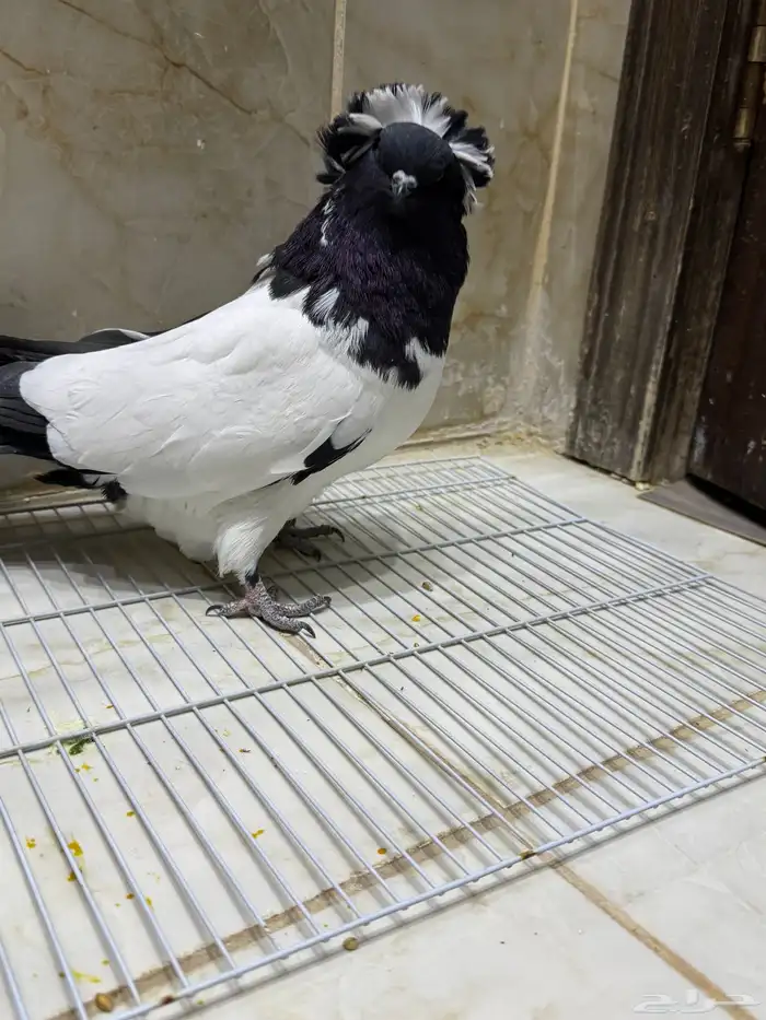 عرض لكم طيور سوداني الحجم م شاء الله بطل 22