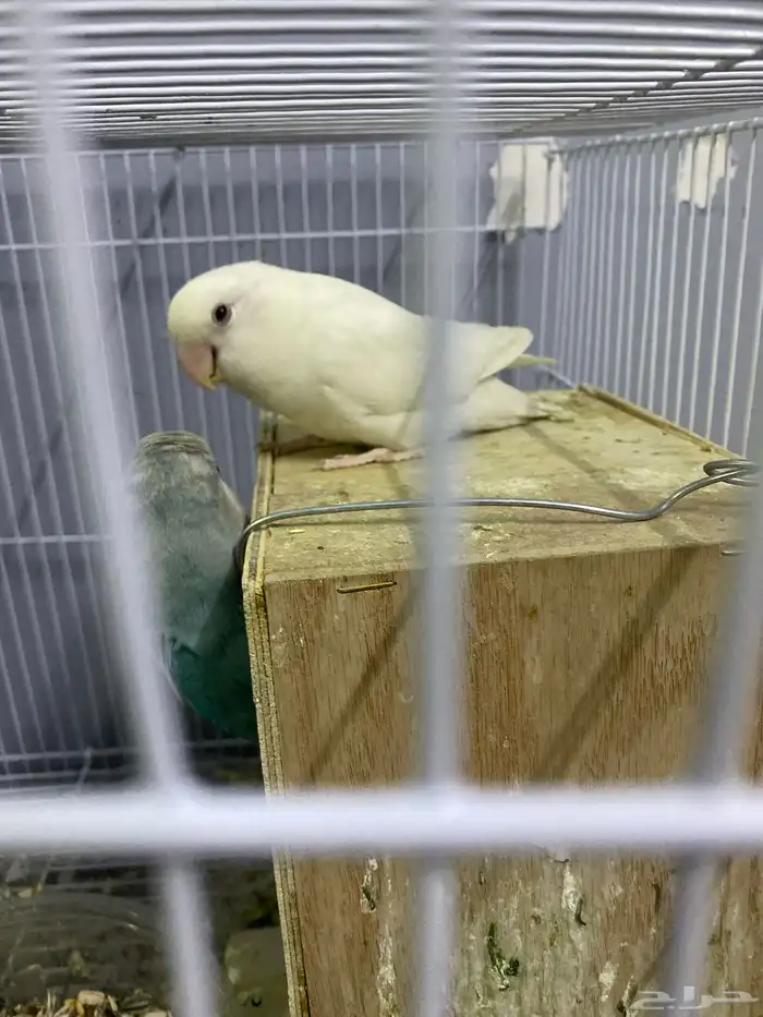 عصفور روز زوج 1