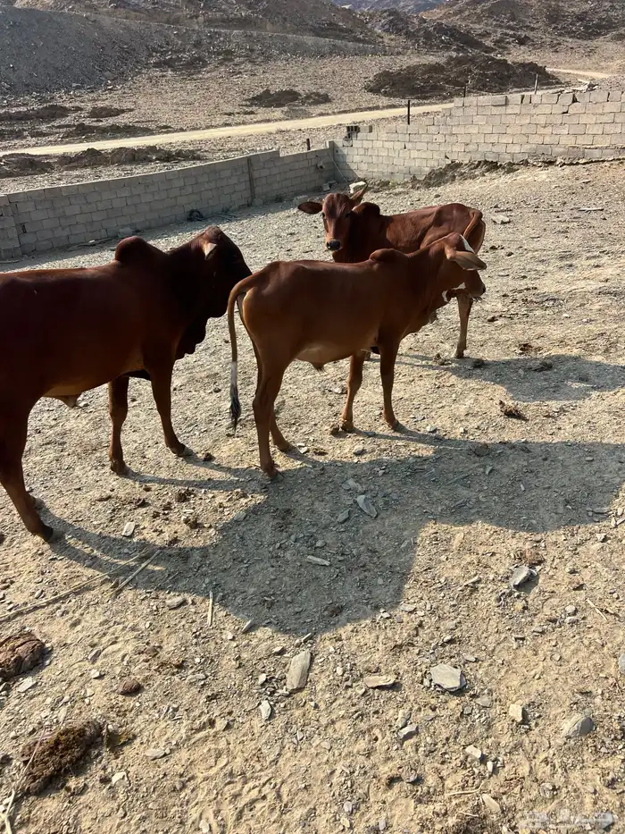 حسلان للبيع 3