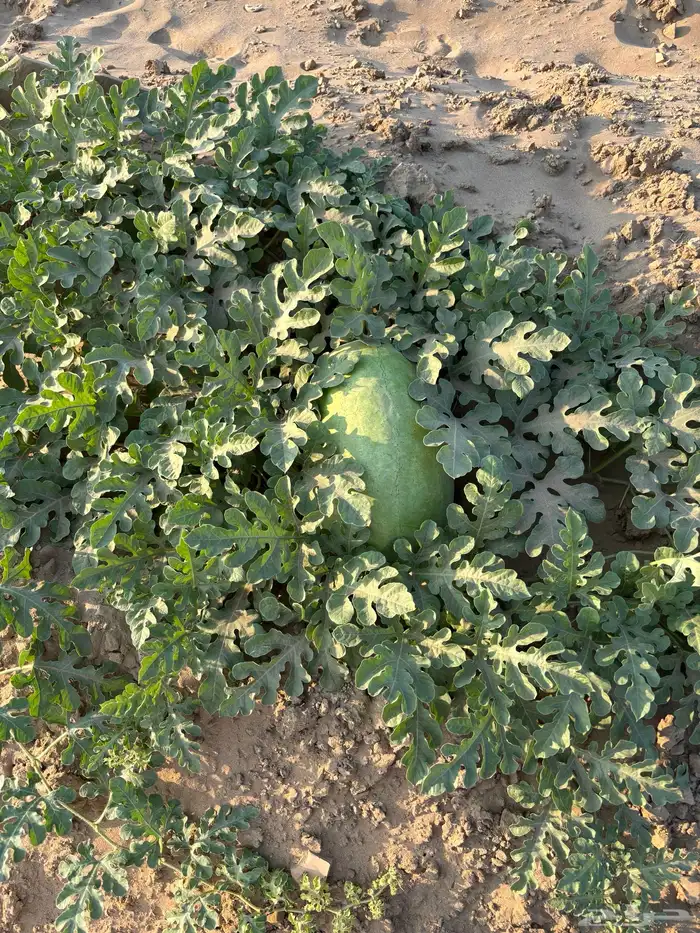 دوقه جنوب الليث 0