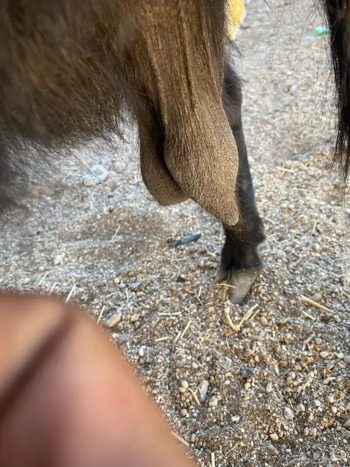 عنز طيبه دافع لها فوق الشهرين عل كلام رعيها سليمه 1