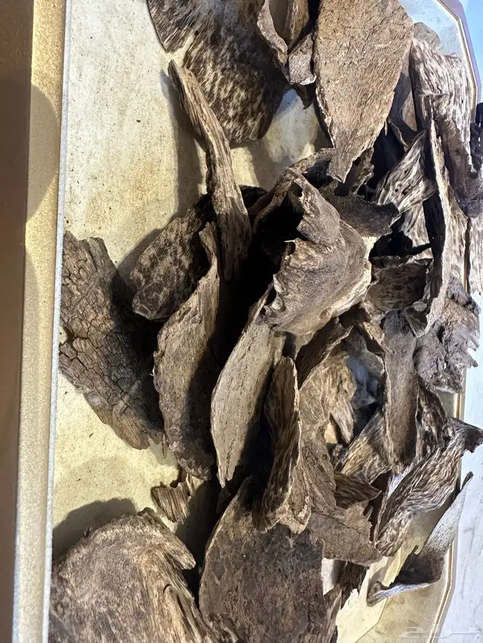 عود سيلاني قديم غابة ادمز ( تم البيع ) 0