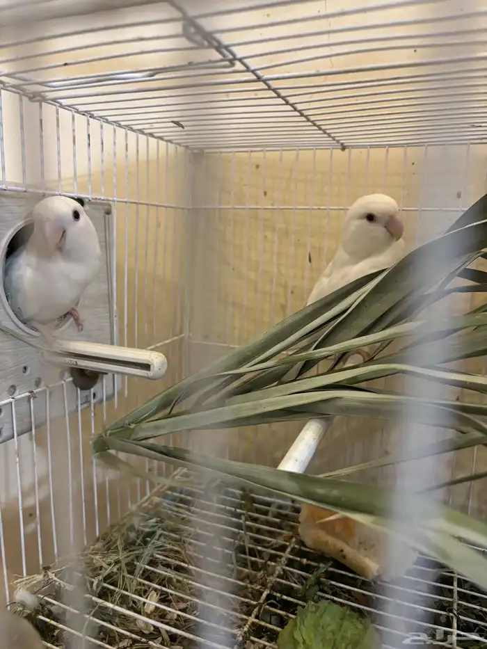 جوز روز البينو فاخر مع بيض 0