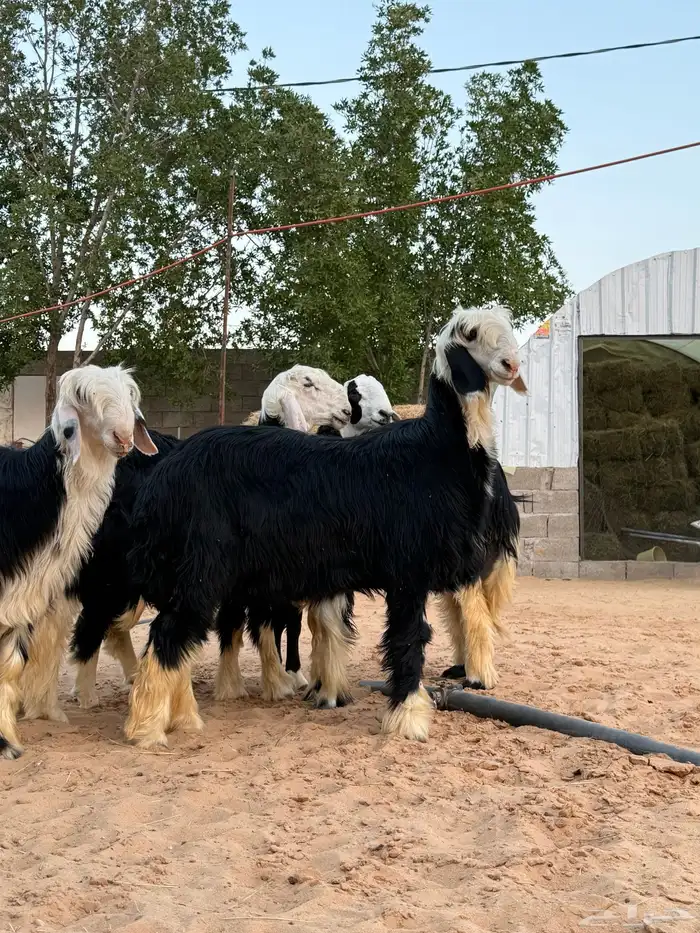 طليان نجدي طيبات ومغلقات 0