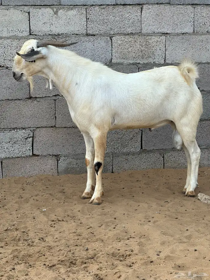 تيس بيشي اصيل 2