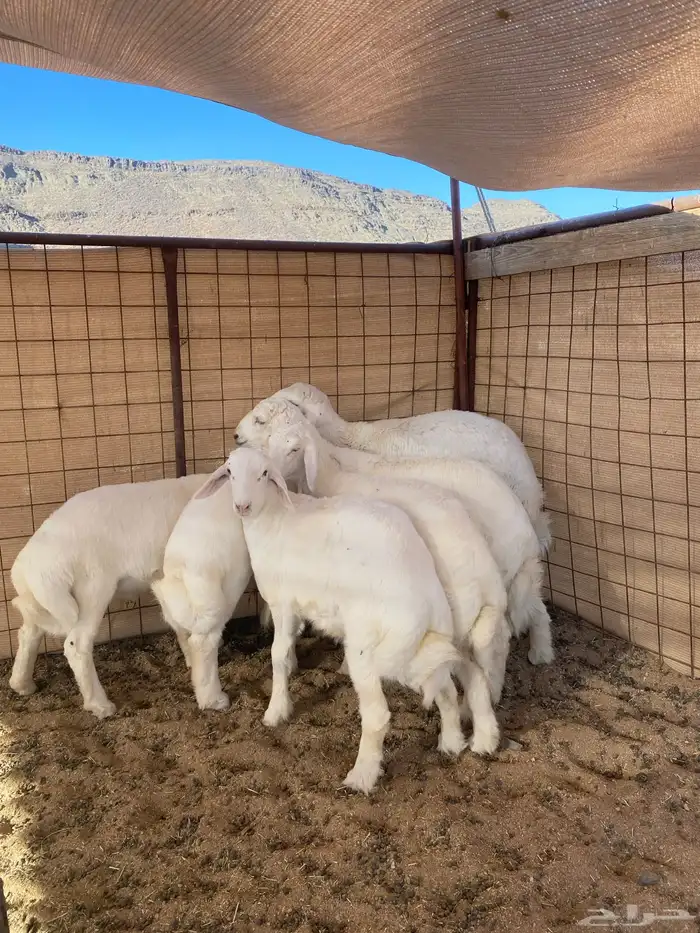 خرفان ذبايح نظيفه 1