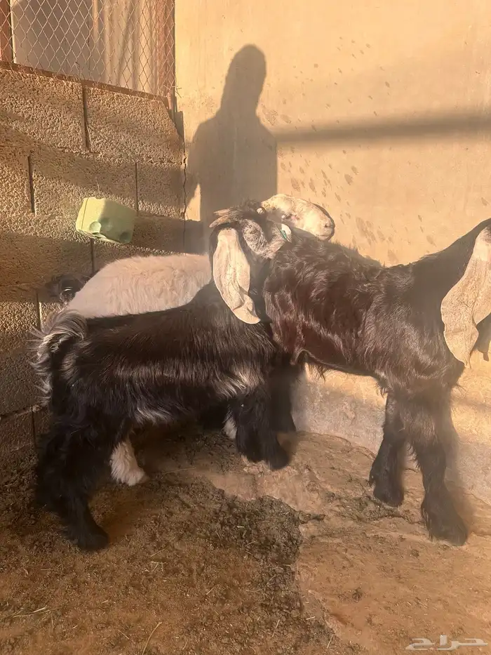 تيوس تيس عارضي طلي حري 2