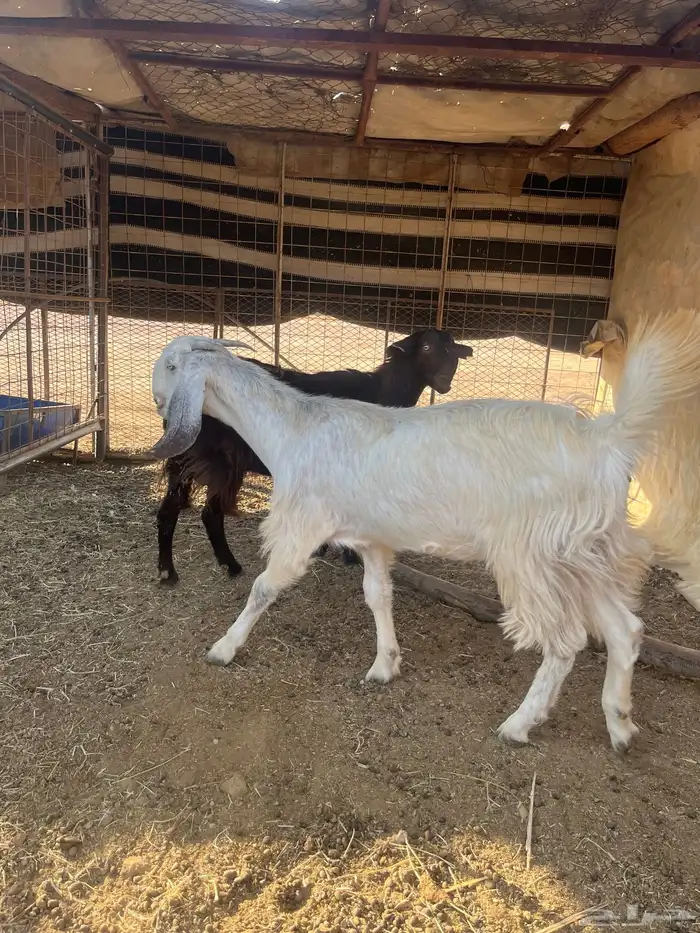 معزا للبيع 4