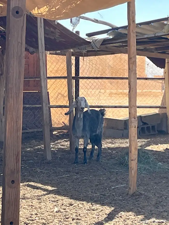 شاه للبيع دفع ويقربه تولد السوم وصال 1000 0